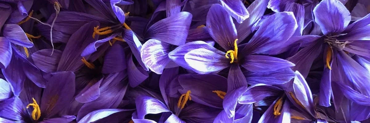 sigmates et fleurs crocus savitus safran du Quercy chateau des fontanelles